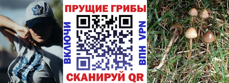 Галлюциногенные грибы GOLDEN TEACHER  Слободской 